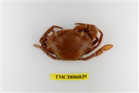 藏品(擬深穴青蟳)的圖片